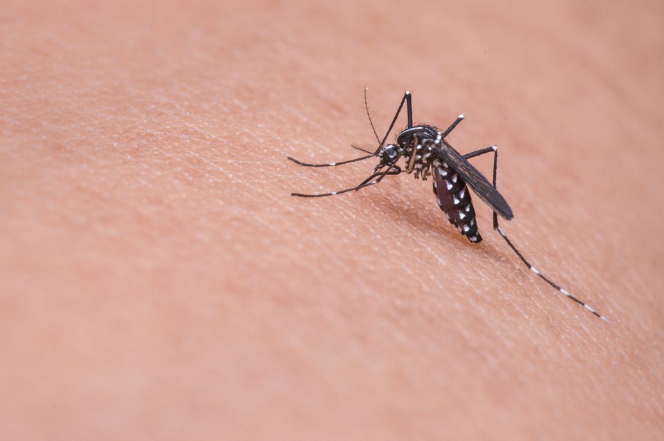 Zika remains a research and public health challenge, researchers say