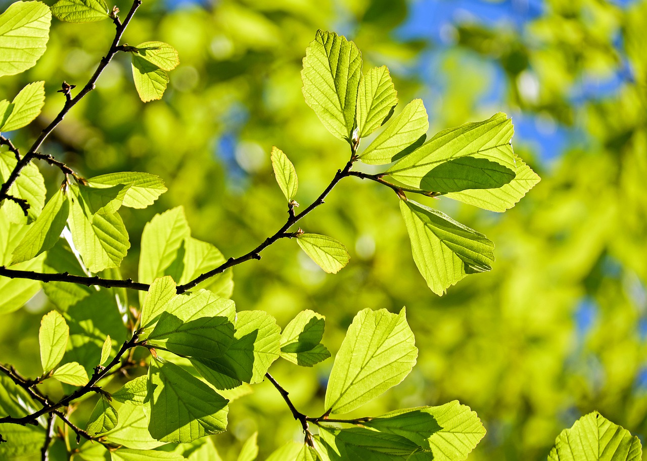 Being raised in greener neighborhoods may have beneficial effects on brain development Being raised in greener neighborhoods may have beneficial effects on brain development