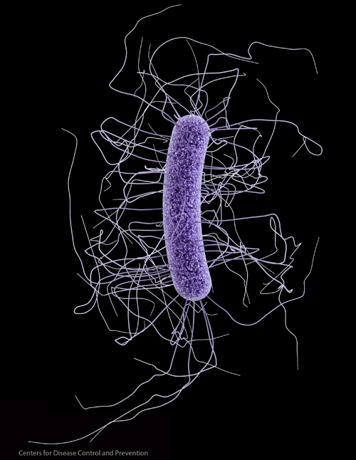 A C. Difficle microbe, the cause of serious gastrointestinal infections and death in the United States 
