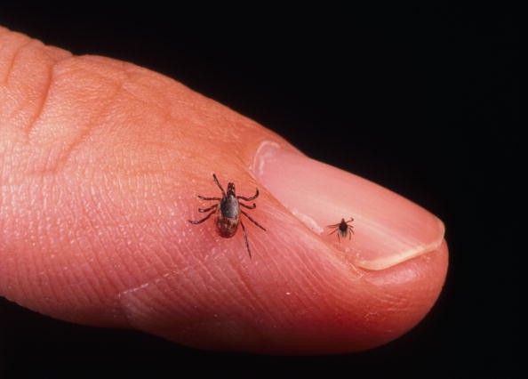 An adult tick and an immature tick on a finger. 