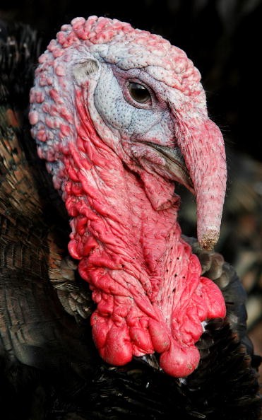 The H5N2 avian flu has been detected on a turkey farm in Arkansas. The H5N2 avian flu has been detected on a turkey farm in Arkansas.