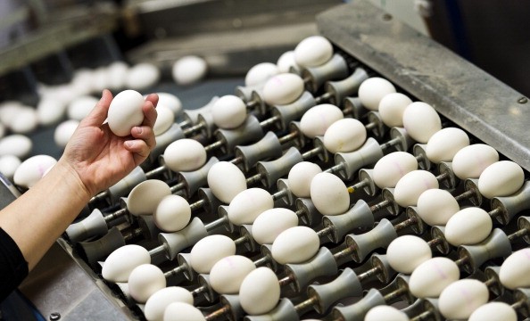 Eggs are a sign of the season, but they can carry salmonella bacteria. 