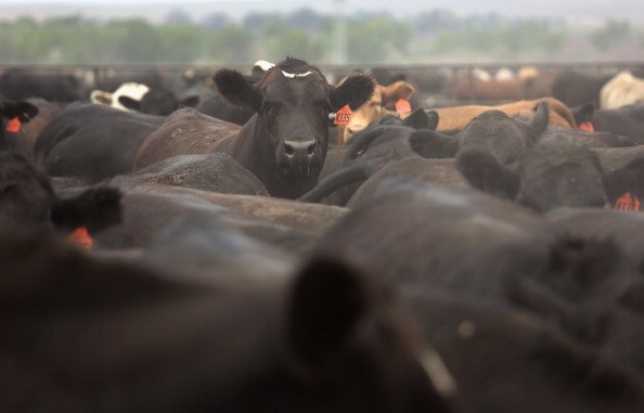 These steers at a feedlot have probably been given antibiotics in their feed. 