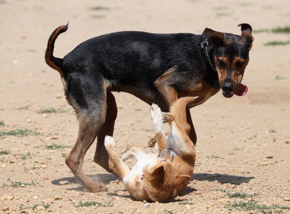 Dogs in the Midwest, like these playing at a dog park, are at risk for canine influenza virus. 