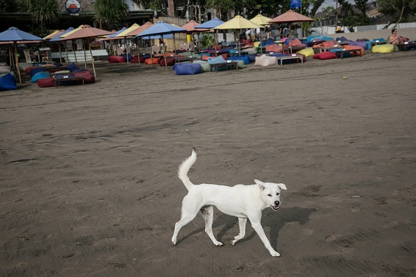 A stray dog in Bali, where a rabies scare has health officials rounding up strays for vaccination. 