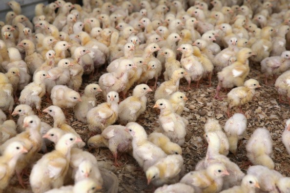 Tyson Foods says it will phase out using antibiotics in chicken feed. 