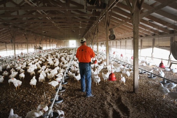 Farm wokers at infected poultry farms are being offered antiviral drugs to prevent spread of bird flu. 