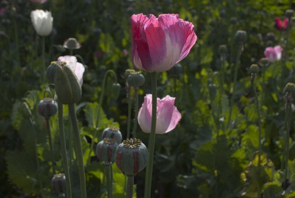 The opium poppy is the source for opium, morphine, and heroin, but soon morphine may be made in the laboratory. 