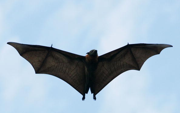 A bat in flight. A boy who brought a bat to school has triggered a rabies scare. 