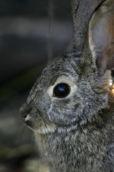 This bunny may be cute but he could be carrying tularemia. 