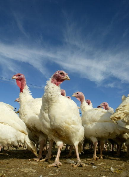 Wille Bird Turkey Farm Gets Ready For Thanksgiving