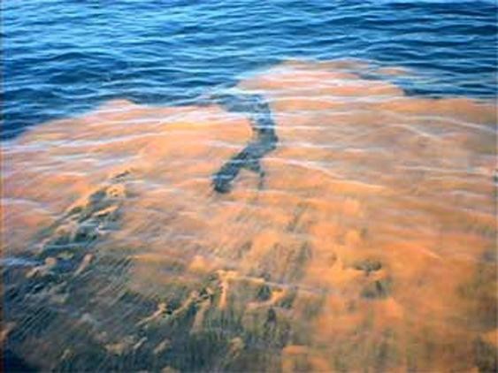 An example of an algae bloom, sometimes called a red tide, in the ocean. 