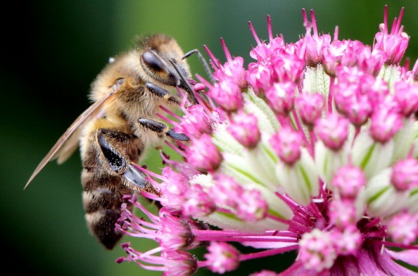 A new study says that the result of loss of pollinators like this bee could be worldwide malnutrition. 
