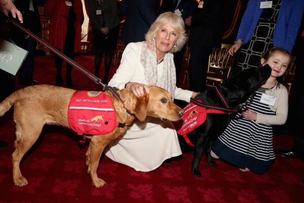 Camilla, Duchess of Cornwall, with two dogs trained to detect cancer by Medical Detection Dogs. 