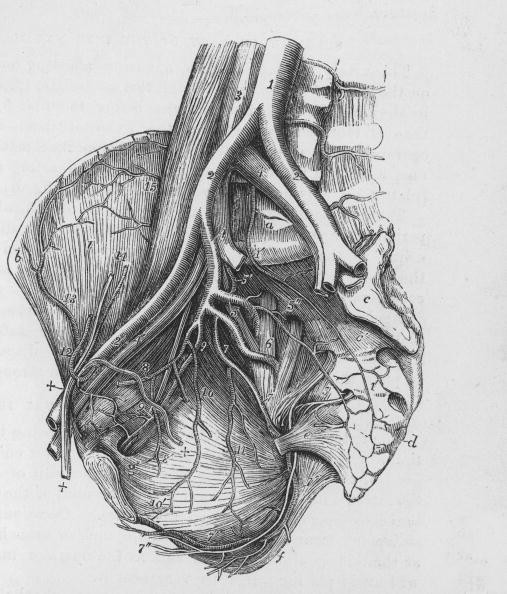 A diagram of the heart. 