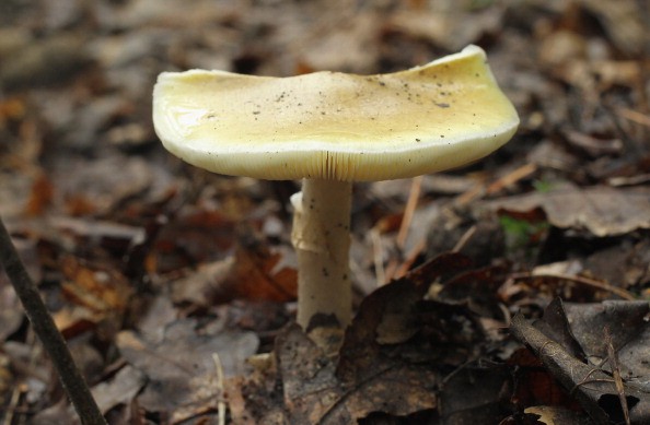 Some refugees in Europe have accidentally eaten death cap mushrooms. 