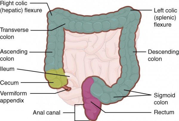 A diagram of the large intestine, where the "smart" capsule would release medications needed for conditions like Crohn's disease. 
