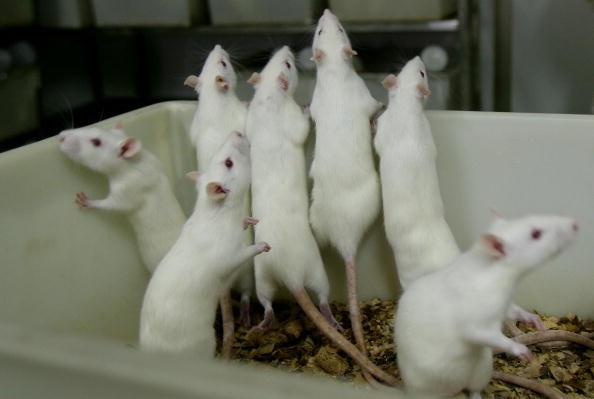 Engineered rats have augmented vision making them see infrared light