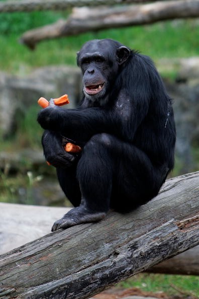 An adult chimpanzee enjoying some carrots. 