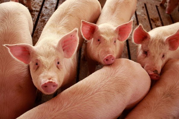 Misconceptions Surrounding Eating Pork And The Swine Flu Lower...