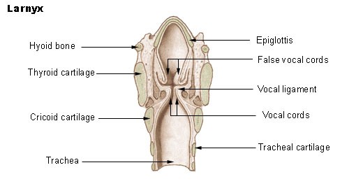 A diagram of the normal trachea and larynx, showing the vocal cords. 