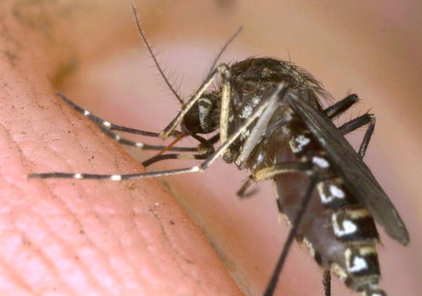 A strain of mosquitoes has been genetically modified so that it carries genes that block transmission of malaria.