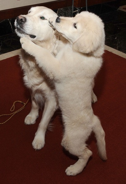 A healthy adult golden retriever and puppy. A group of golden retrieves in Brazil carry a genetic mutation for Duchenne muscular dystrophy. 