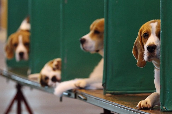 Dogs And Owners Gather For 2012 Crufts Dog Show