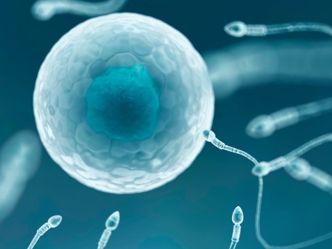 Sperm cells on egg cell, artwork