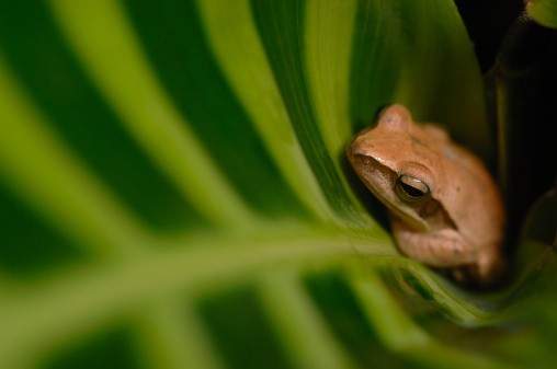 Indian tree frog