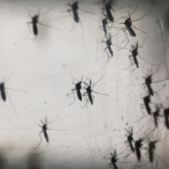 Aedes aegypti mosquitos in a Lab