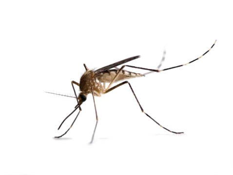 Zika virus carrier, Aedes mosquito