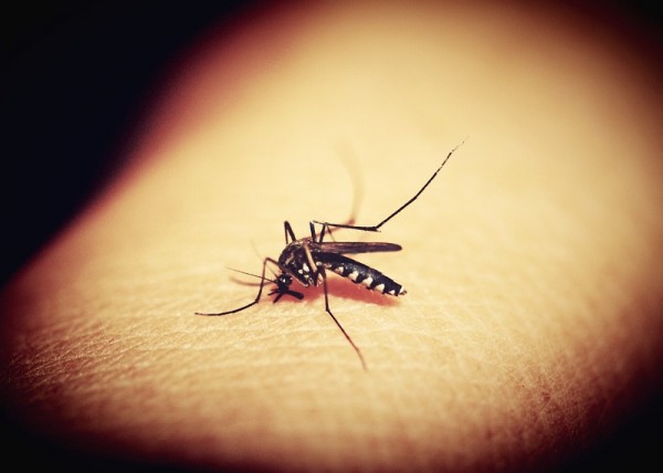Mosquito preference for human versus animal biting has genetic basis