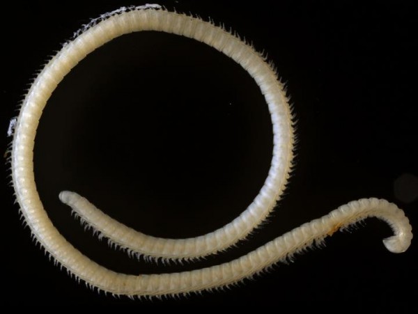 The New Species of Extremely Leggy Millipede