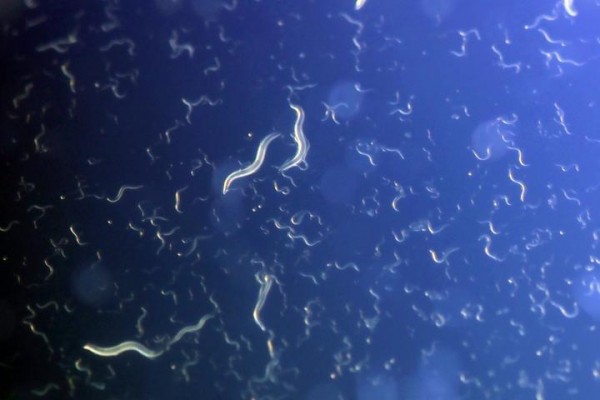 Underfed Worms Program their Babies to Cope with Famine 