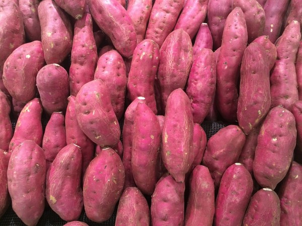 Proteins in wastewater from sweet potato processing reduce fat levels and weight in mice