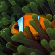 Clownfish