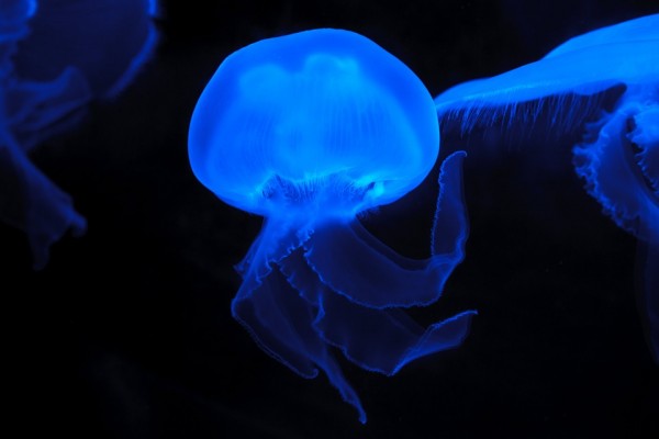 Brazilian study compiles data on 958 types of South American jellyfish