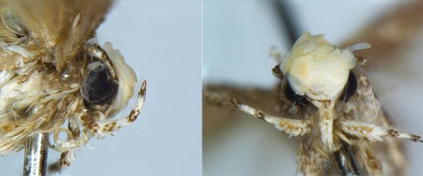 Close up of the Head of a Male Neopalpa donaldtrumpi 