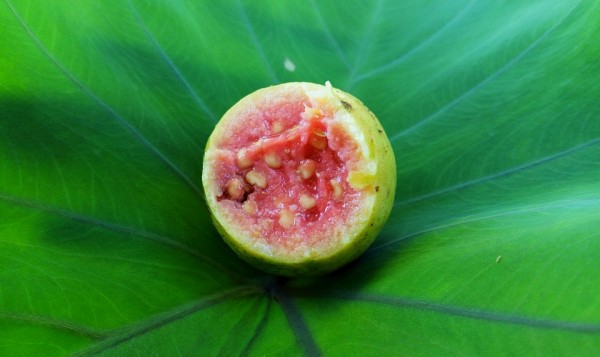 10 Benefits of Eating Guava