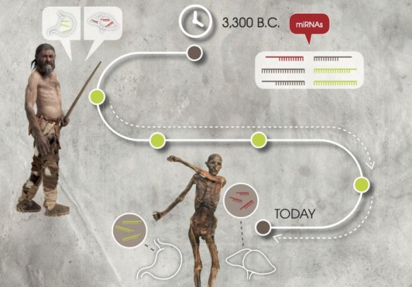Oetzi the Iceman: Researchers Validate the Stability of Genetic Markers