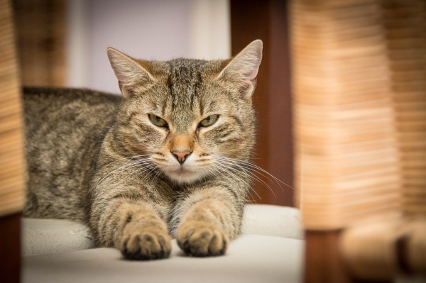 High levels of chemicals found in indoor cats