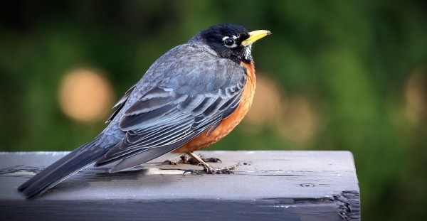 Watching birds near your home is helpful for your mental health, study confirms