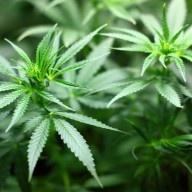 Seedling Cannabis Marijuana