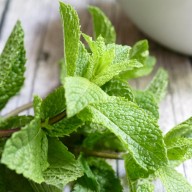 Leaves of the Peppermint Plant (IMAGE)