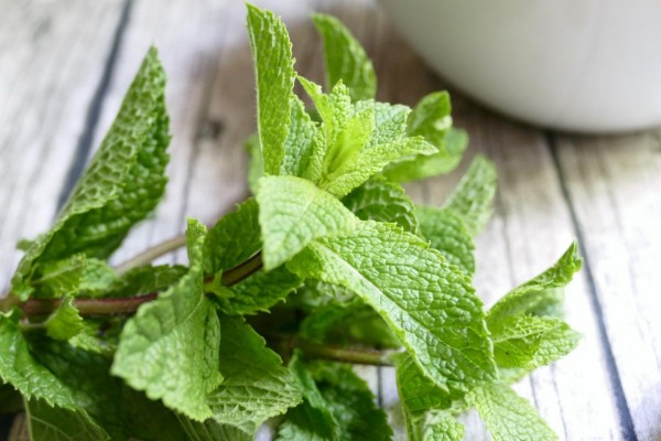 Leaves of the Peppermint Plant (IMAGE)