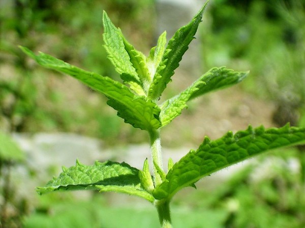 Peppermint has greenish-purple lance-shaped leaves while the rounder leaves of spearmint are more of a grayish green color. The taste of both peppermint and spearmint bear a flavor that can be described as a cross between pepper and chlorophyll, with pepp
