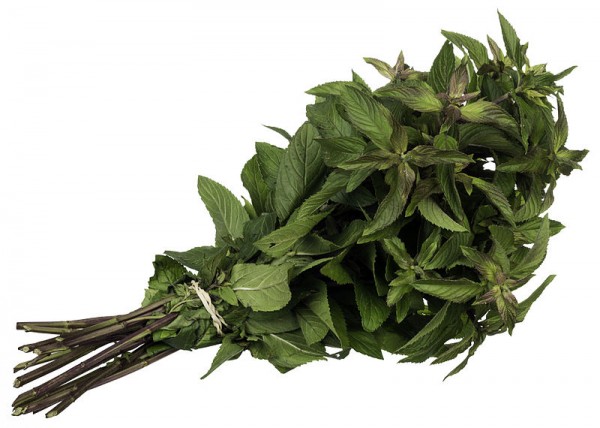 Mint, the well known mouth and breath freshener that is scientifically known as Mentha, has more than two dozen species and hundreds of varieties. It is an herb that has been used for hundreds of years for its remarkable medicinal properties.