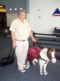 Miniature horses are being used to cheer up patients in the hospital. Here a miniature horse funcations as a guide animal. 