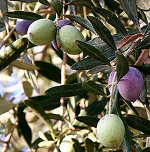 Olives are fruits of the tree known as Olea europaea. 'Olea' is the Latin word for 'oil,' reflecting the olives very high fat content, of which 75% is oleic acid, a monounsaturated fat that has been shown to lower blood cholesterol levels. 'Europaea' remi